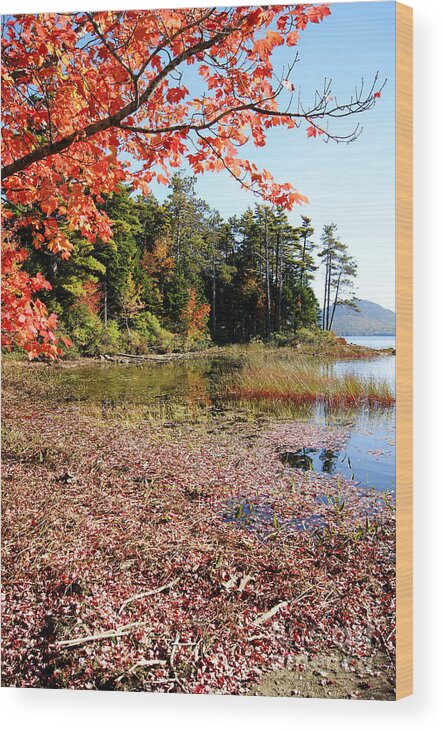 Autumn Wood Print featuring the photograph Autumn Red at Eagle Lake by David Birchall