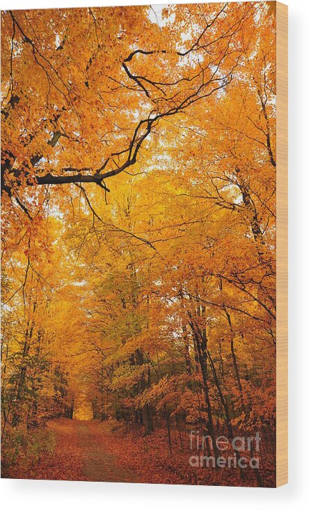 Autumn Wood Print featuring the photograph Autumn Tunnel of Trees 2 by Terri Gostola