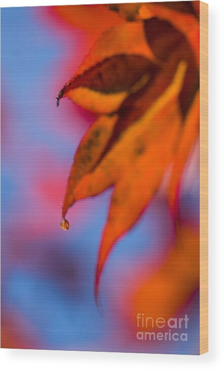 Acer Wood Print featuring the photograph Autumn's Finest by Anne Gilbert