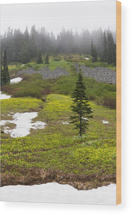 Abies Lasiocarpa Wood Print featuring the photograph Avalanche Lilies at Paradise Valley by Michael Russell