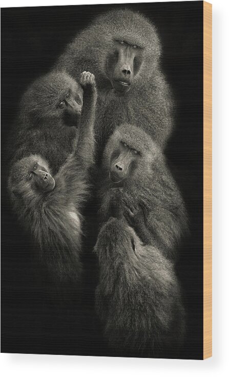 Baboon Wood Print featuring the photograph Baboons  United  by Mario Moreno