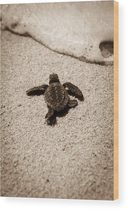 Baby Loggerhead Wood Print featuring the photograph Baby Sea Turtle by Sebastian Musial