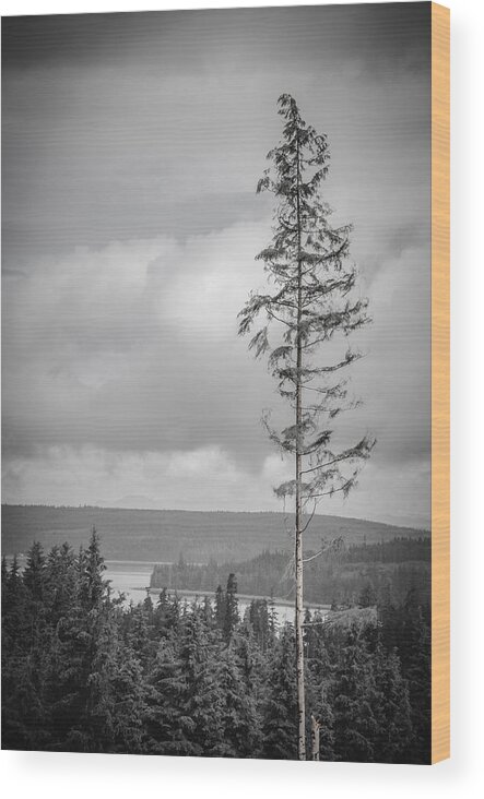 Black And White Wood Print featuring the photograph Tall Tree View by Roxy Hurtubise