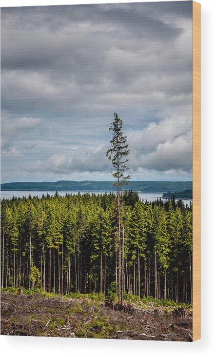 Backroad Wood Print featuring the photograph Logging Road Ocean View by Roxy Hurtubise