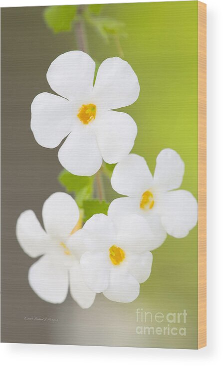 Bacopa Wood Print featuring the photograph Bacopa 'Snowstorm' by Richard J Thompson