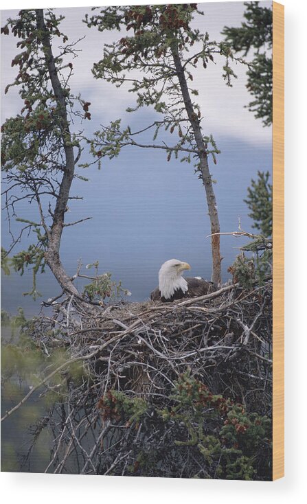 Feb0514 Wood Print featuring the photograph Bald Eagle On Nest Alaska by Michael Quinton