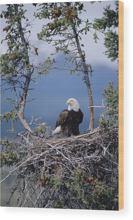 Feb0514 Wood Print featuring the photograph Bald Eagle Parent On Nest Alaska by Michael Quinton