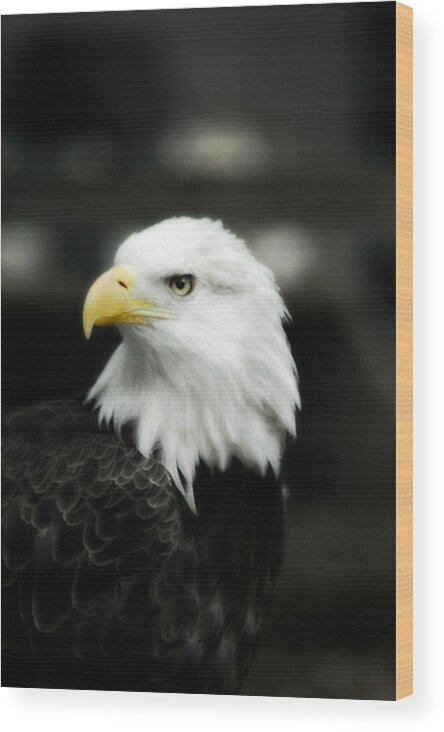 Bald Eagle Wood Print featuring the photograph Bald Eagle by Peggy Franz