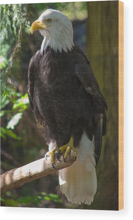 Eagle Wood Print featuring the photograph Bald Eagle by Tikvah's Hope