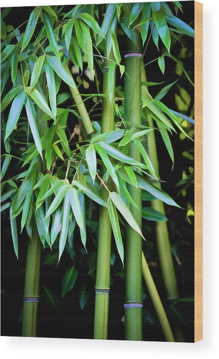 Bamboo Wood Print featuring the photograph Bamboo Trees II by Athena Mckinzie