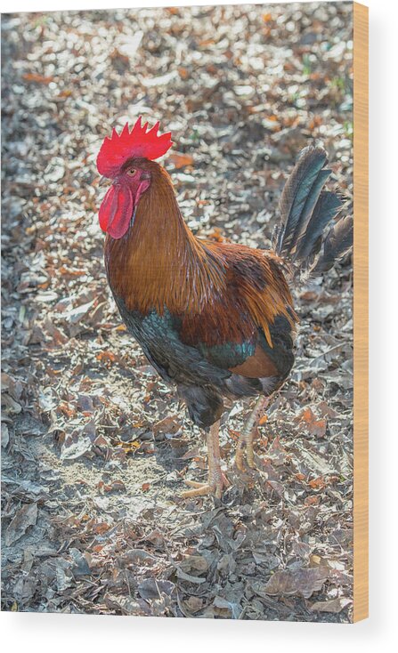 Adult Wood Print featuring the photograph Bantam Rooster, Florida, USA by Jim Engelbrecht