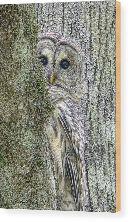 Owl Wood Print featuring the photograph Barred Owl Peek a Boo by Jennie Marie Schell