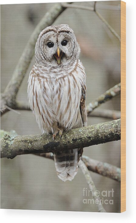 Barred Owl Wood Print featuring the photograph Barred Owl Yawning by Scott Linstead