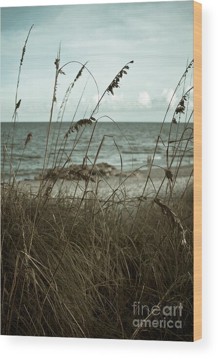 Deerfield Beach Wood Print featuring the photograph Beach Grass Oats by Janis Lee Colon