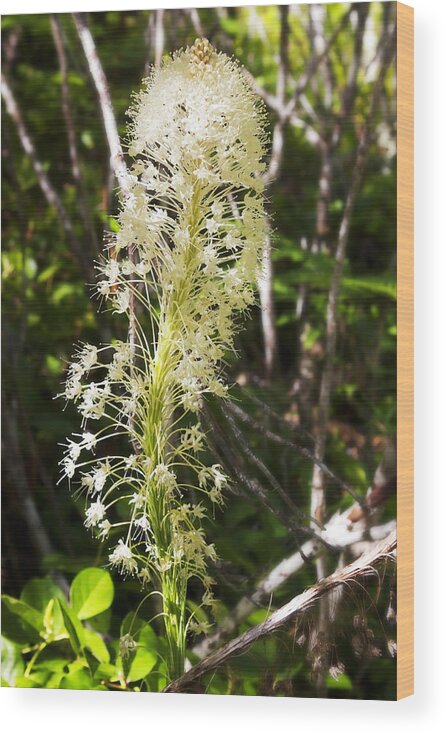 Art Wood Print featuring the photograph Bear Grass No 3 by Belinda Greb