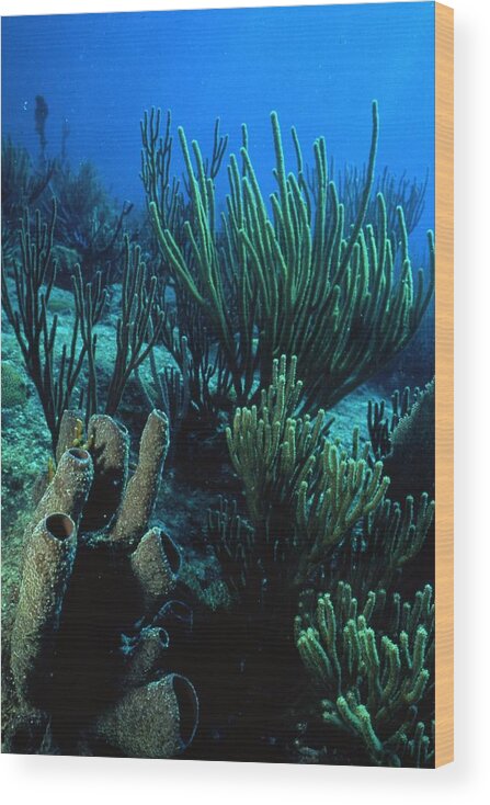 Retro Images Archive Wood Print featuring the photograph Beautiful Coral by Retro Images Archive