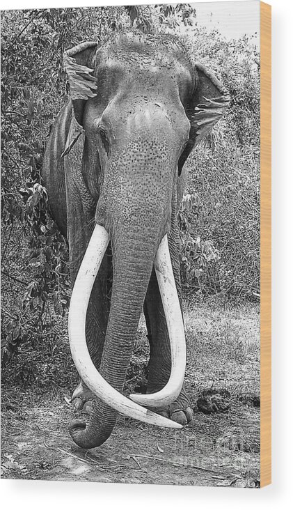 Elephant Wood Print featuring the photograph Beautiful Elephant Black And White 25 by Boon Mee
