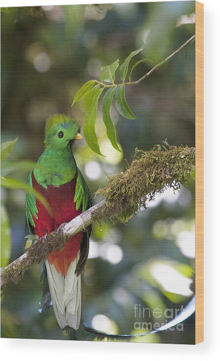 Bird Wood Print featuring the photograph Beautiful Quetzal 1 by Heiko Koehrer-Wagner