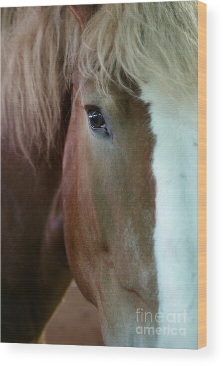 Horse Wood Print featuring the photograph Beautiful Within Him Was The Spirit - 2 by Linda Shafer