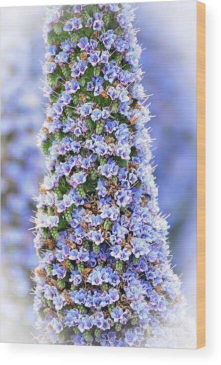 Jim Fitzpatrick Wood Print featuring the photograph Beauty Growing Upwards II by Jim Fitzpatrick