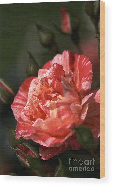 Grimaldi Rose Wood Print featuring the photograph Beauty Of Rose by Joy Watson