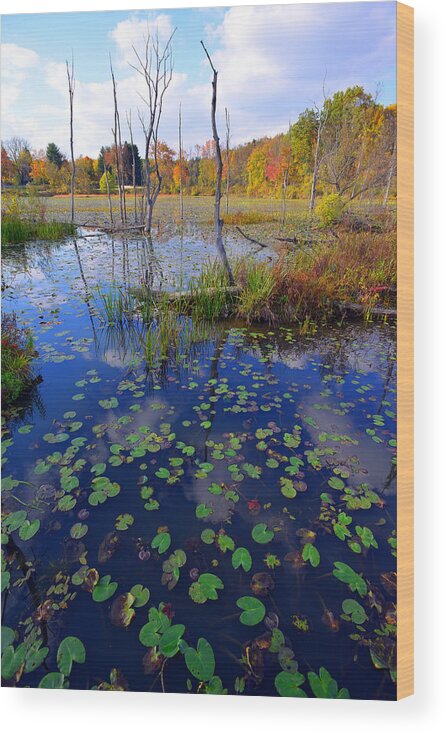 Beaver Wood Print featuring the photograph Beaver Marsh in Autumn by Clint Buhler