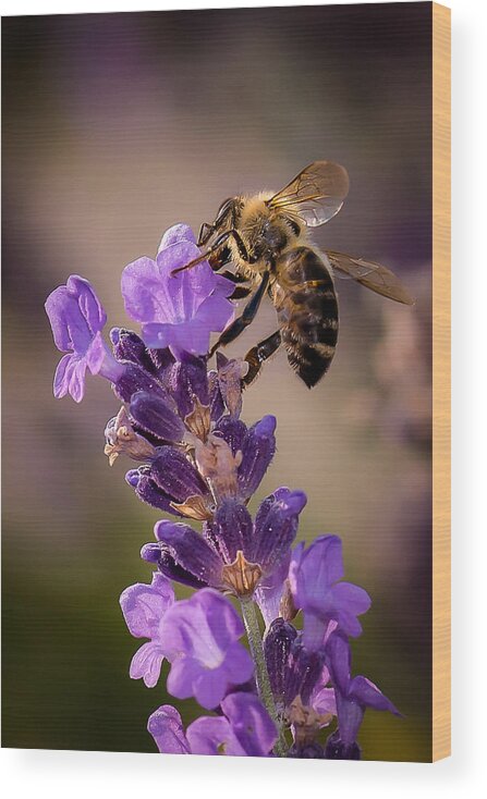 Bee Wood Print featuring the photograph Honeybee Working Lavender by Len Romanick