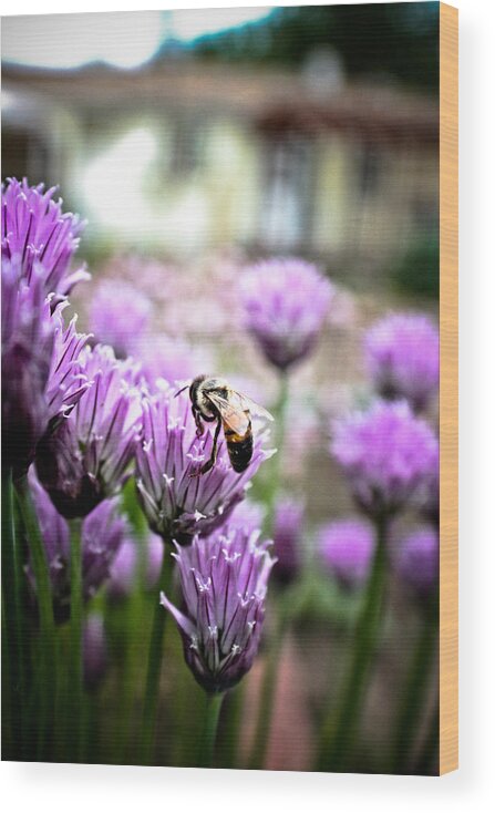 Bee Wood Print featuring the photograph Bee in the Chives by Joel Loftus