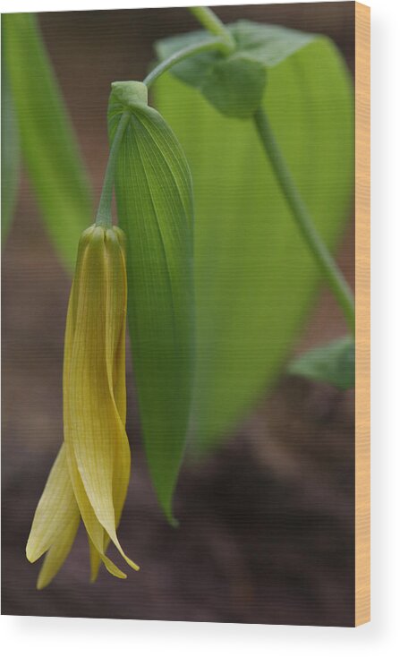 Bellwort Wood Print featuring the photograph Bellwort Or Uvularia grandiflora by Daniel Reed
