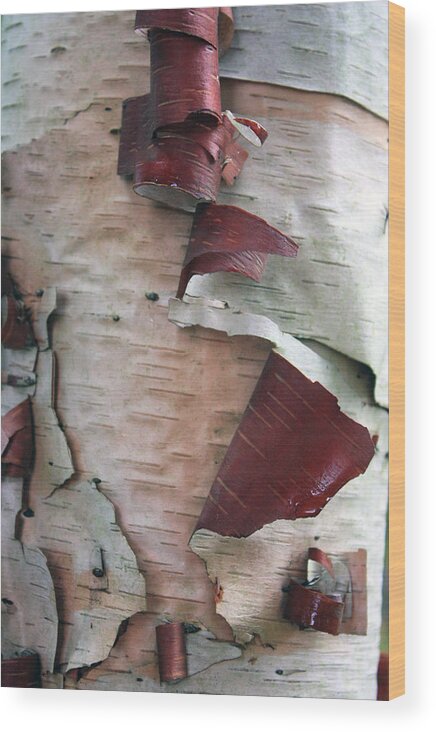 Trees Wood Print featuring the photograph Birch Bark by Gerry Bates