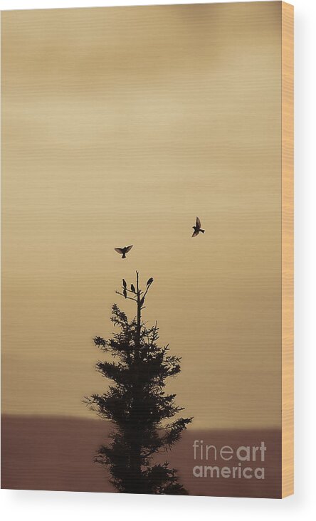 Birds Wood Print featuring the photograph birds flying and landing in tree Dolly Sods by Dan Friend