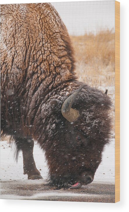 Bison Wood Print featuring the photograph Bison in Snow Licking Ground by Tom Potter