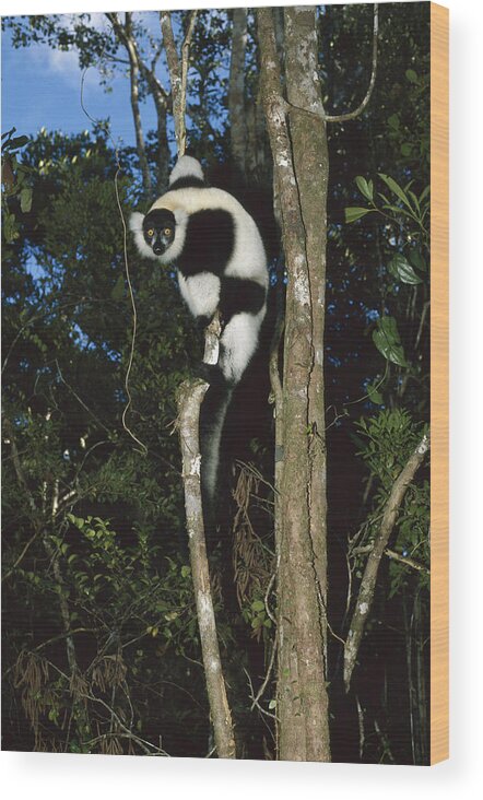 Feb0514 Wood Print featuring the photograph Black And White Ruffed Lemur Madagascar by Konrad Wothe