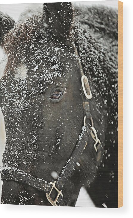 Snow Wood Print featuring the photograph Black Beauty in a Blizzard by Carrie Ann Grippo-Pike