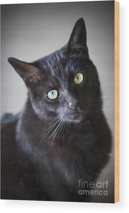 Cat Wood Print featuring the photograph Black cat portrait by Elena Elisseeva