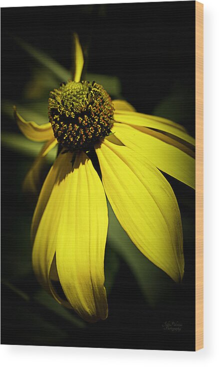Black-eyed Susan Wood Print featuring the photograph Black Eyed Susan 3 by Julie Palencia