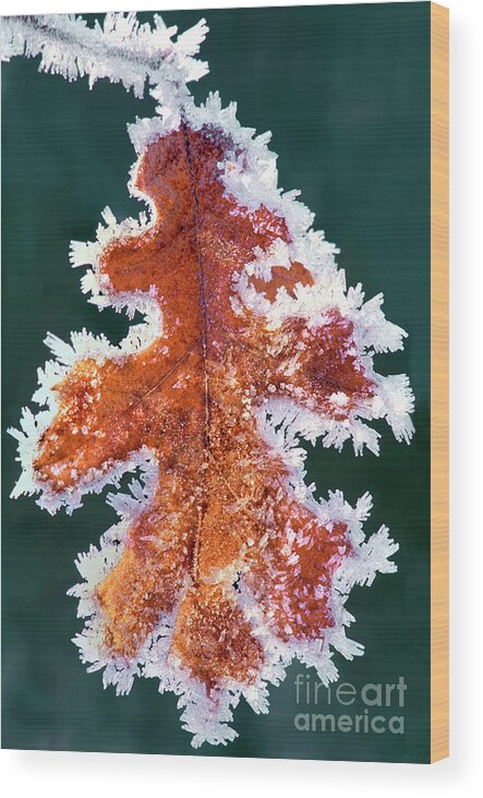 North America Wood Print featuring the photograph Black Oak Leaf Rime Ice Yosemite National Park California by Dave Welling