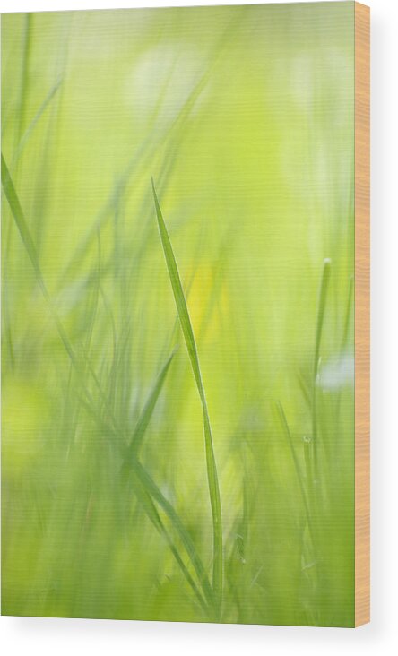 Spring Wood Print featuring the photograph Blades of grass - green spring meadow - abstract soft blurred by Matthias Hauser