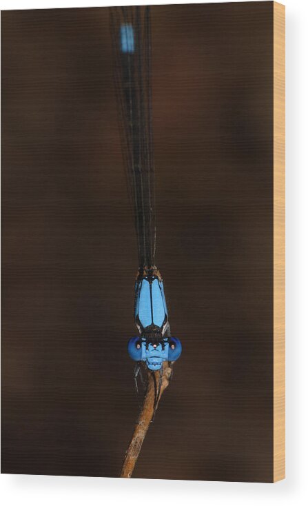 Blue Dancer Damselfly Wood Print featuring the photograph Blue Dancer Damselfly by Daniel Reed