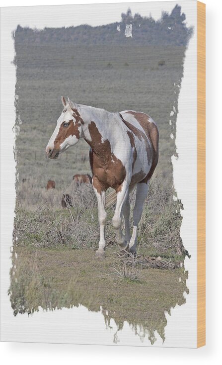 Horse Wood Print featuring the photograph Blue Eyed Paint by Judy Deist