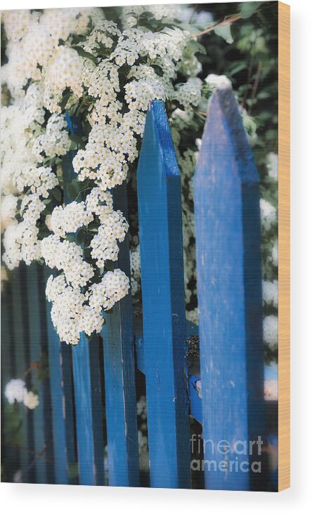 Fence Wood Print featuring the photograph Blue garden fence with white flowers by Elena Elisseeva