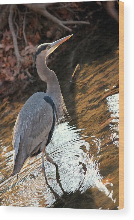 Blue Heron Wood Print featuring the photograph Blue Heron in the Forest by Rosanne Jordan