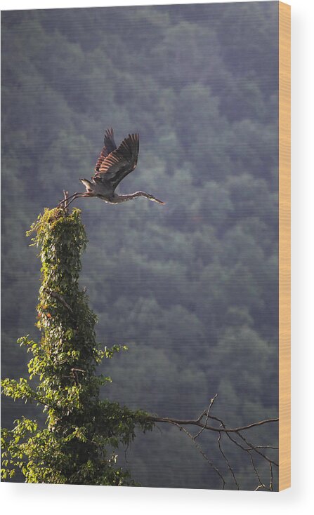 Blue Heron Wood Print featuring the photograph Blue Heron Leaving Snag by Michael Dougherty