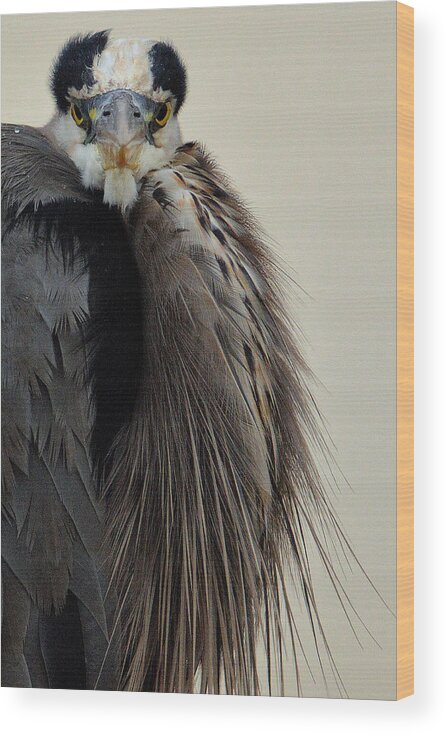 Blue Heron Wood Print featuring the photograph Blue Heron's Surprise by Al Swasey