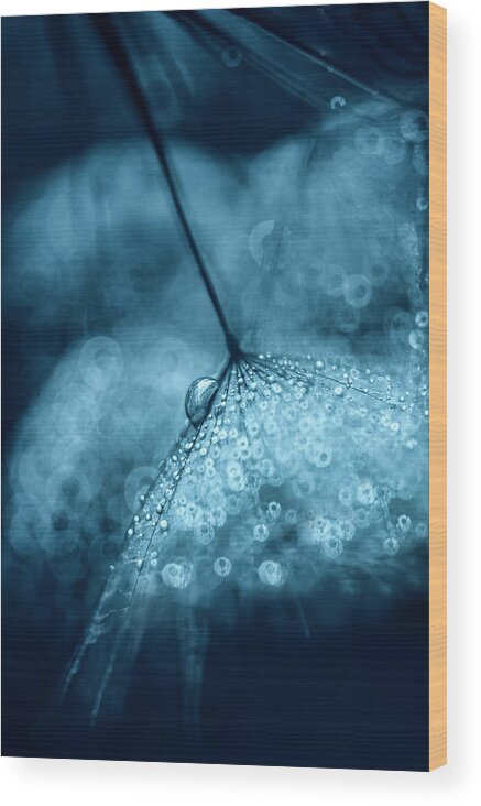 Macro Wood Print featuring the photograph Blue by Ivelina Blagoeva