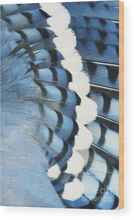 Blue Jay Wood Print featuring the photograph Blue Jay Feathers by Tom Martin
