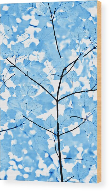 Leaf Wood Print featuring the photograph Blue Leaves Melody by Jennie Marie Schell