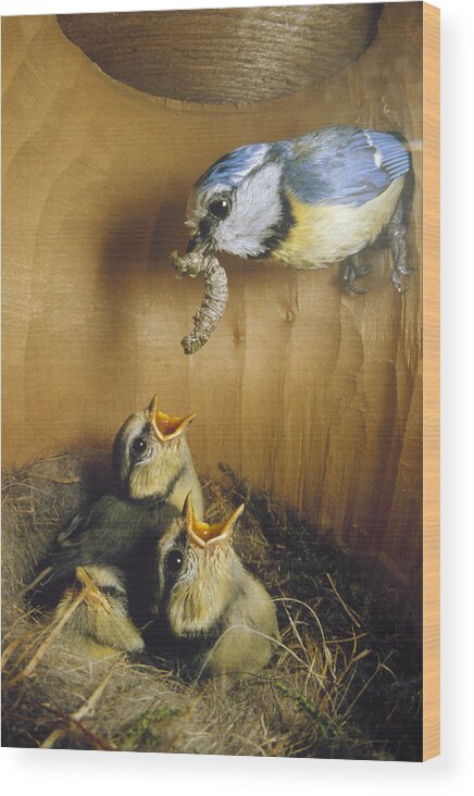 Feb0514 Wood Print featuring the photograph Blue Tit Parent Delivering Caterpillar by Konrad Wothe