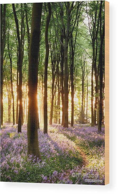 Flower Wood Print featuring the photograph Bluebells in sunrise light by Simon Bratt