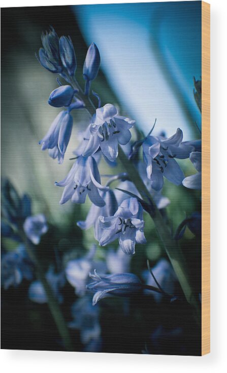 Bluebells Wood Print featuring the photograph Bluebells by Jessica Brawley